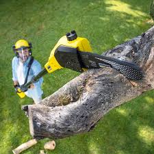 Best Organic Lawn Care Solutions  in Charles City, IA