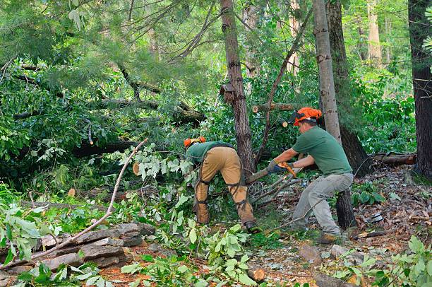 How Our Tree Care Process Works  in  Charles City, IA
