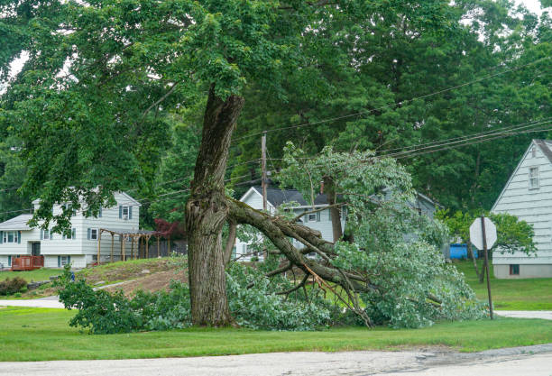 Best Emergency Tree Removal  in Charles City, IA