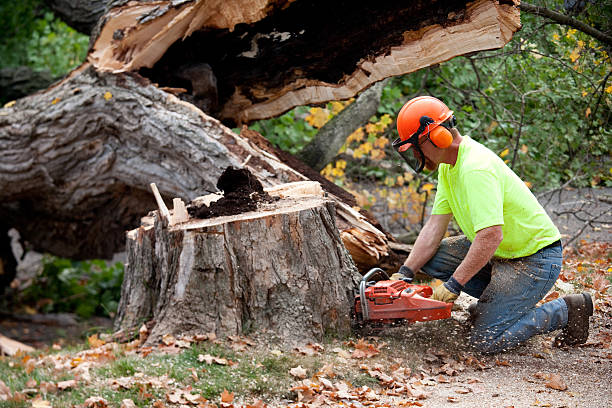 Best Commercial Tree Services  in Charles City, IA