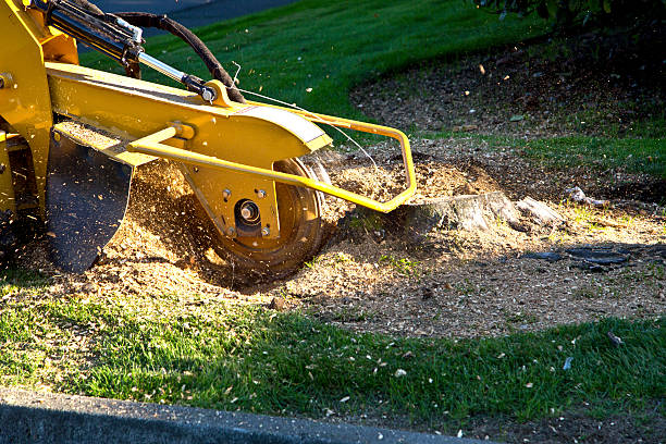 Best Tree Disease Treatment  in Charles City, IA